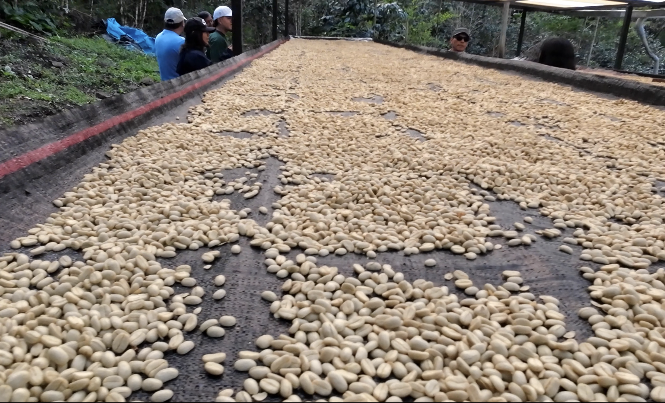 Duende Waterfall & Coffee Farm — photo 1